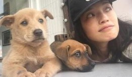 娱乐圈爆料流浪狗,流浪狗的明星梦之旅